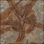 Natuurlijke schijf met fossiele zeesterren (Ophiuroidea)-, Nieuw