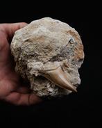 Gigantische haaientand Otodus Obliquus in matrix - Fossiele, Verzamelen, Mineralen en Fossielen