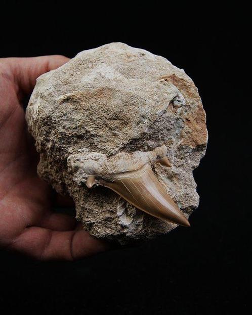 Gigantische haaientand Otodus Obliquus in matrix - Fossiele, Verzamelen, Mineralen en Fossielen