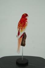 Pennantrosella op houten sokkel Taxidermie volledige montage, Nieuw