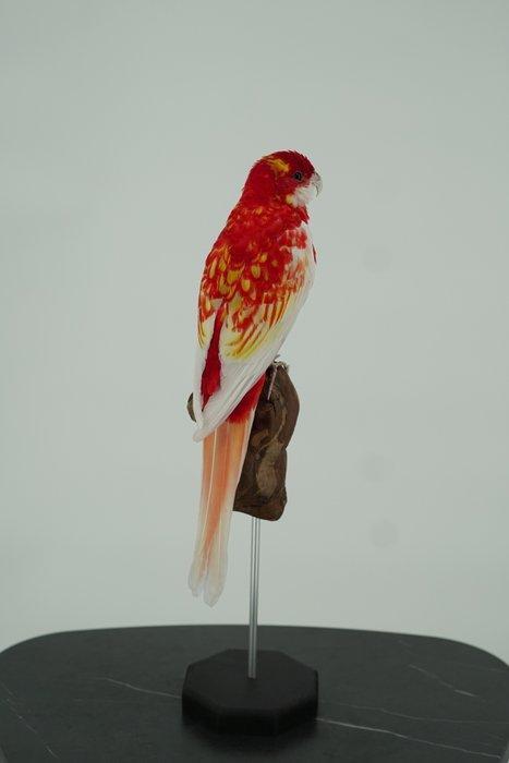 Pennantrosella op houten sokkel Taxidermie volledige montage, Verzamelen, Dierenverzamelingen