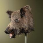 Wild Zwijn Middel Taxidermie Opgezette Dieren By Max, Verzamelen, Ophalen of Verzenden, Nieuw, Wild dier, Opgezet dier
