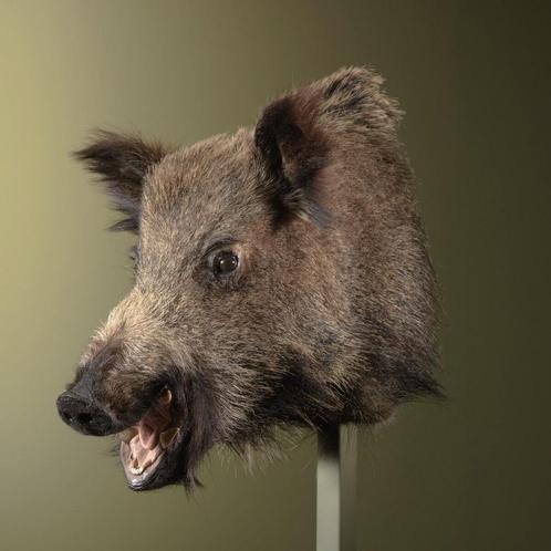 Wild Zwijn Middel Taxidermie Opgezette Dieren By Max, Verzamelen, Dierenverzamelingen, Opgezet dier, Nieuw, Wild dier, Ophalen of Verzenden
