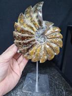 Ammonite - Cleoniceras on steel stand - Hoogte: 260 mm -
