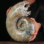 Een magnifiek exemplaar van Lytoceras fimbriatum - Fossiel, Nieuw