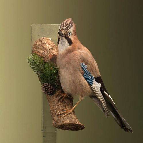 Gaai Taxidermie Opgezette Dieren By Max, Verzamelen, Dierenverzamelingen, Opgezet dier, Nieuw, Vogel, Ophalen of Verzenden