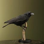 Kraai Taxidermie Opgezette Dieren By Max, Ophalen of Verzenden, Nieuw, Vogel, Opgezet dier