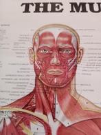 Anatomisch model - Papier - 1980-1990 - Anatomical vhart