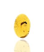 Birmese barnsteen - Fossiele cabochon - Hymenoptera (Wasp),