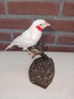 Witte bandvink Taxidermie volledige montage - Amadina, Nieuw