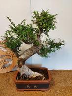 Japanese iep bonsai (Zelkova) - Hoogte (boom): 56 cm -, Antiek en Kunst