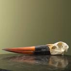 Zadelbekooievaar Schedel Taxidermie Opgezette Dieren By Max, Verzamelen, Dierenverzamelingen, Ophalen of Verzenden, Nieuw, Vogel