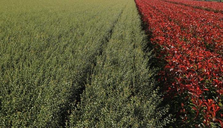 Schijnhulst Osmanthus ´burkwoodii´ Groenblijvend, Tuin en Terras, Planten | Struiken en Hagen, Overige soorten, Haag