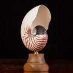 Meester van de Wunderkammer Zeeschelp - Nautilus Pompilius -, Antiek en Kunst