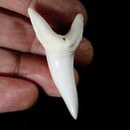 Mako-haai Tand - Isurus oxyrinchus Tand - BIB & RARE -, Nieuw