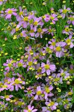 Meisjesogen Coreopsis rosea American Dream 5-10 Pot P9, Tuin en Terras, Planten | Tuinplanten