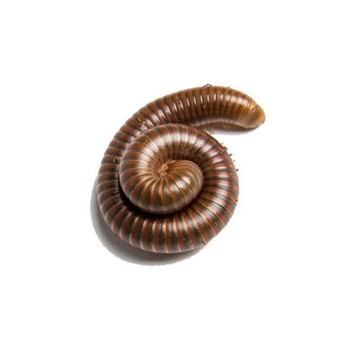 Olijf gestreepte miljoenpoot (Spirostreptus sp.), Dieren en Toebehoren, Insecten en Spinnen