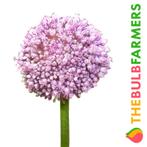 The Bulb Farmers - 300 x Allium Ping Pong - roze met wit, Verzenden, Najaar, Volle zon, Bloembol