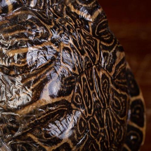 Schildpadschild op Houten Basis - Pantser - Trachemys, Verzamelen, Dierenverzamelingen