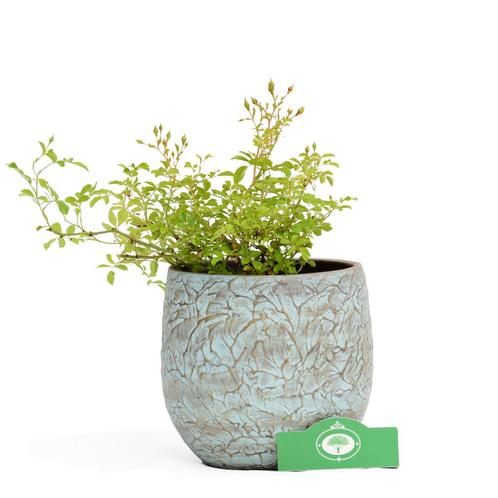 Roos White Fairy Dwerg trosroos + Pot 17cm, Tuin en Terras, Planten | Fruitbomen, Volle zon, Verzenden