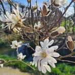 Magnolia | struiken en bomen | Roze, wit, paars, Tuin en Terras
