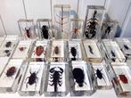 Diverse Insecten Taxidermie volledige montage - divers - 110, Nieuw