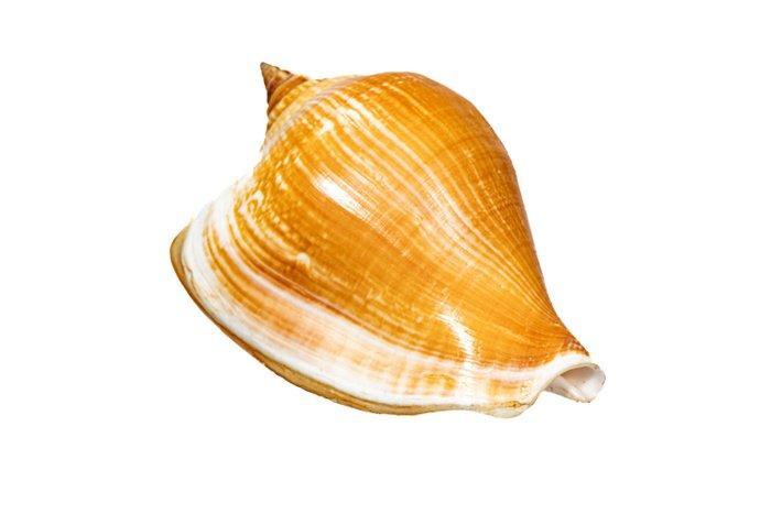 Dog Conch [[[ RIESE ]]] $$$ ZONDER MINIMUMPRIJS $$$, Verzamelen, Dierenverzamelingen