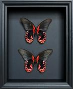 Vlinder Taxidermie volledige montage - Papilio rumanzovia -, Nieuw