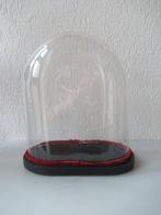 Stolp - Glas en hout - 1900-1910 - Grote stolp