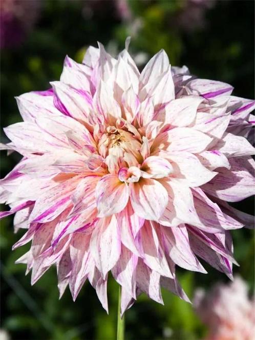 Dahlia Café au Lait Twist, Tuin en Terras, Bloembollen en Zaden, Ophalen of Verzenden