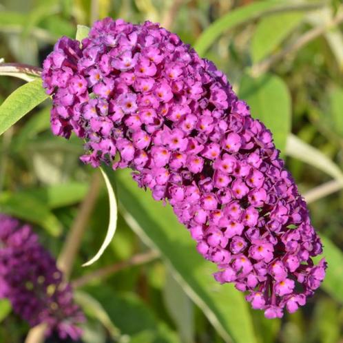 Buddleja davidii Royal Red - 40-60 cm, Tuin en Terras, Planten | Tuinplanten, Ophalen of Verzenden