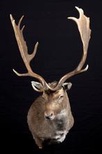 damhert Taxidermie volledige montage - Dama dama - 1 m - 1 m, Verzamelen, Nieuw