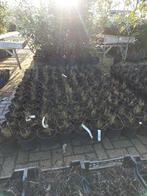 Calamagrostis acutiflora Overdam, Tuin en Terras, Planten | Tuinplanten, Ophalen
