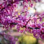 Judas boom - Cercis siliquastrum - Omtrek: 10-14 cm | Hoogte, Ophalen of Verzenden