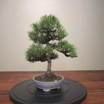Pinus thunbergii - Hoogte (boom): 33 cm - Diepte (boom): 33, Antiek en Kunst
