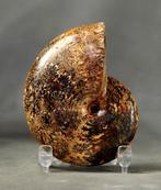 Uitstekende ammoniet - Gefossiliseerd dier - Phylloceras