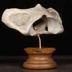 Fossiele wervel van Steppezebra – Pleistoceen Taxidermie, Nieuw