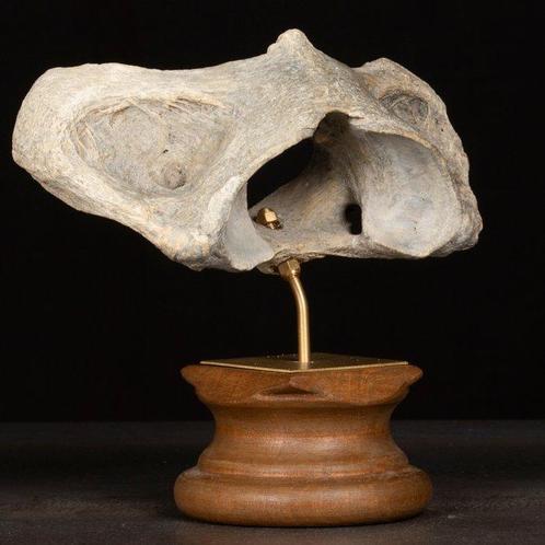 Fossiele wervel van Steppezebra – Pleistoceen Taxidermie, Verzamelen, Dierenverzamelingen