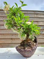 Malus bonsai (Malus sargentii) - Hoogte (boom): 25 cm -