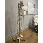 Malatec Menselijk Skelet Model 170cm - Perfect voor Onder..., Ophalen of Verzenden, Nieuw