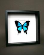 Vlinder Taxidermie volledige montage - Papilio Ulysses