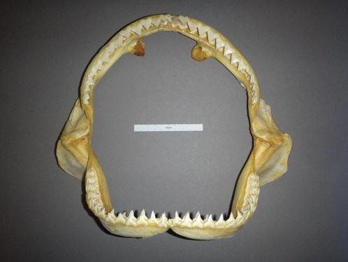 Haai Kaak - Carcharhinus obscurus - 28 cm - 7 cm - 32 cm-, Verzamelen, Dierenverzamelingen