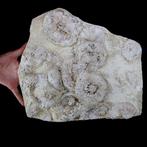 Exclusieve fossiele plaat - museumkwaliteit - zeeëgels op, Verzamelen, Mineralen en Fossielen