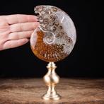 Exclusieve ammoniet op gedraaide messing basis - Fossiel, Nieuw
