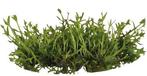 Easy Grow Gratiola viscidula | Kleverig zeggekruid | in, Nieuw, Ophalen of Verzenden