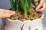 Veenmos spaghnum 12l gedroogd voor hydrocultuur,, Ophalen of Verzenden, Nieuw