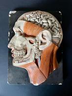 Onderwijs/demonstratiemodel - Gips - 1920-1930 - Zijaanzicht, Antiek en Kunst