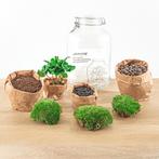 DIY terrarium - Jar - Coffea Arabica -  28 cm, Tuin en Terras, Verzenden