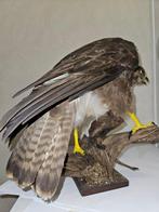 Buizerd Taxidermie volledige montage - Buteo buteo - with, Verzamelen, Dierenverzamelingen, Nieuw