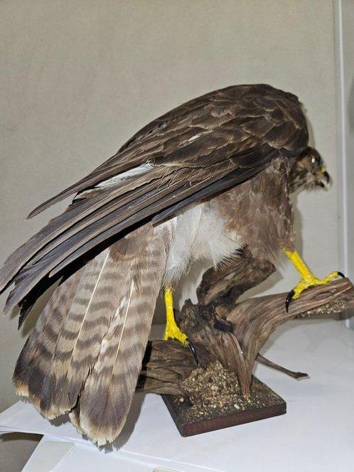 Buizerd Taxidermie volledige montage - Buteo buteo - with, Verzamelen, Dierenverzamelingen